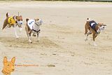 Finale: rot Edanna Enya Ella Obangi Kashore, blau Kila Kuimba Amali, weiß Kokojambo´s Imara aka Nala , scharz Muatbaruga´s Jump Nyabinghi, gelb Msumari´s Aza Aminouh